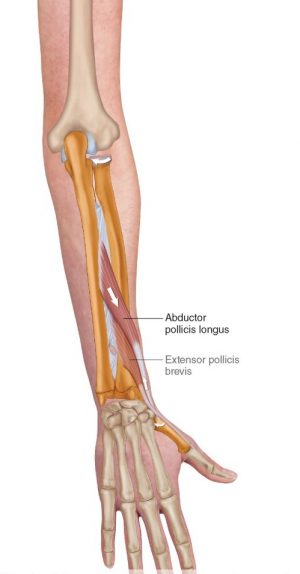 Abductor-Pollicis-Longus_Watermarked_HR-1-537×1024 | Physio Fusion