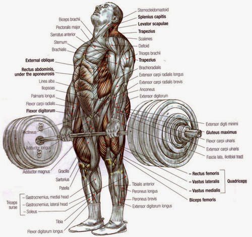 Upper Back Pain While Deadlifting: 4 Potential Reasons Explored - Inspire US