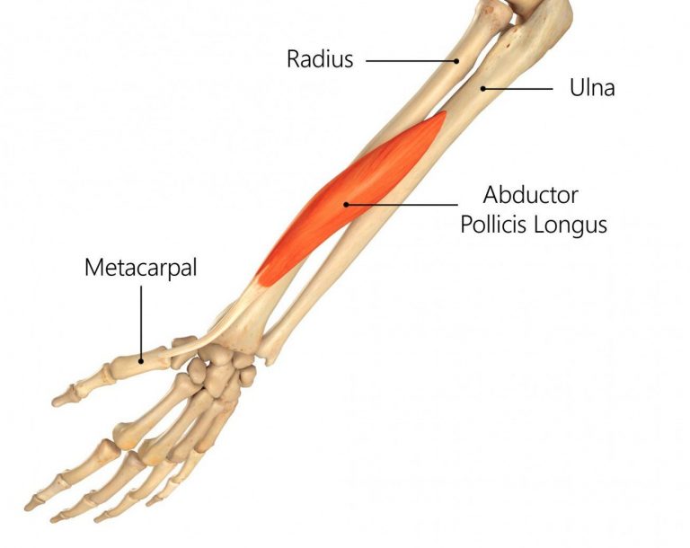 abductor-pollicis-longus-hand | Physio Fusion