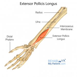 extensor-pollicis-longus | Physio Fusion