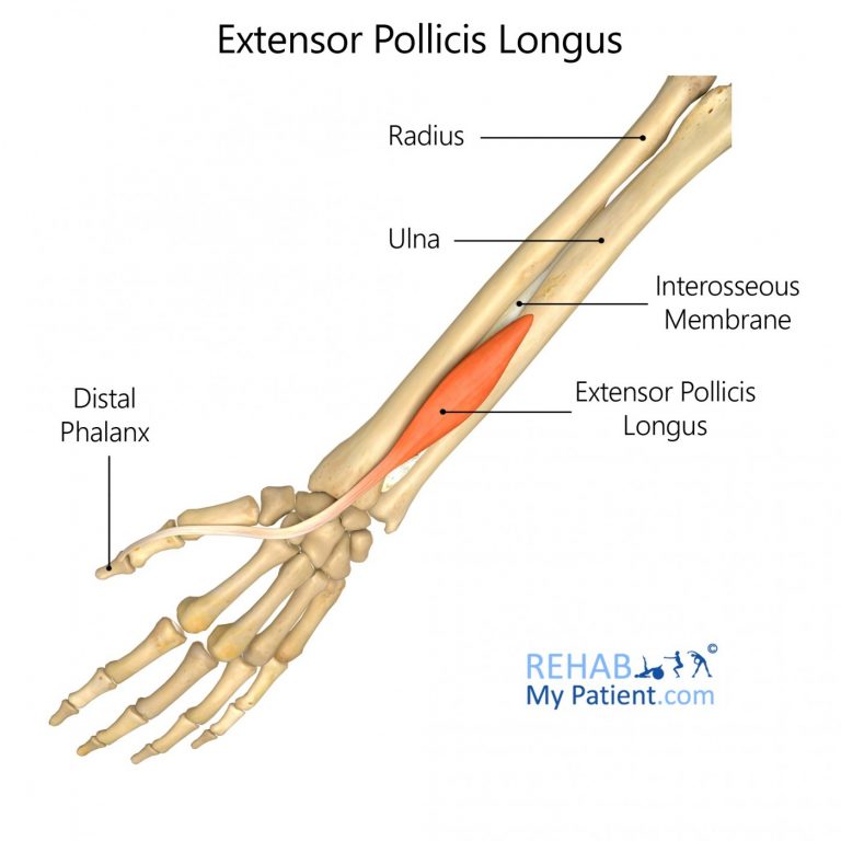 extensor-pollicis-longus | Physio Fusion