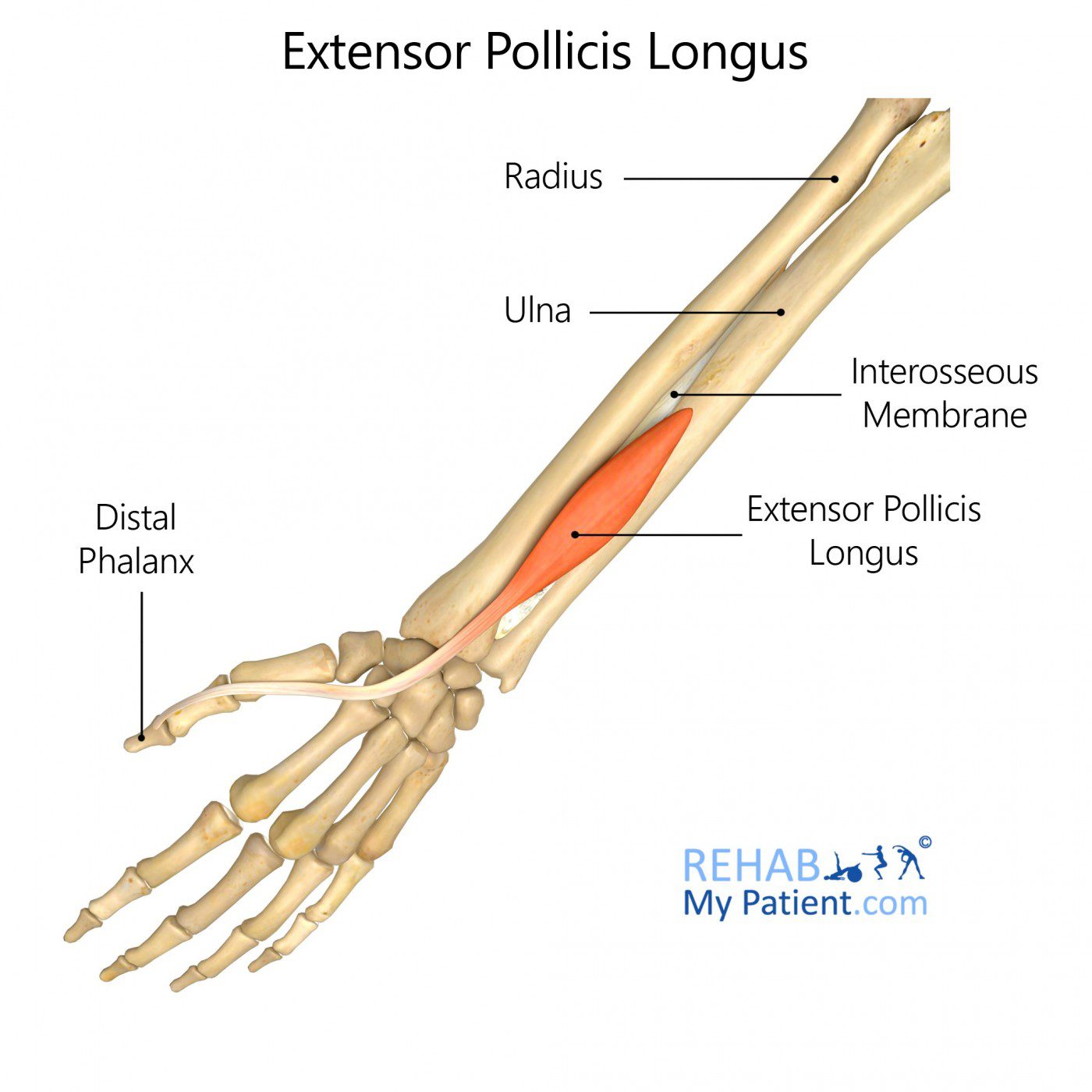 Extensor Pollicis Longus Physio Fusion