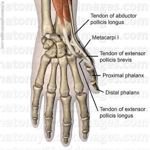 hand-thumb-muscles-dorsal-tendons-musculus-abductor-pollicis-longus ...